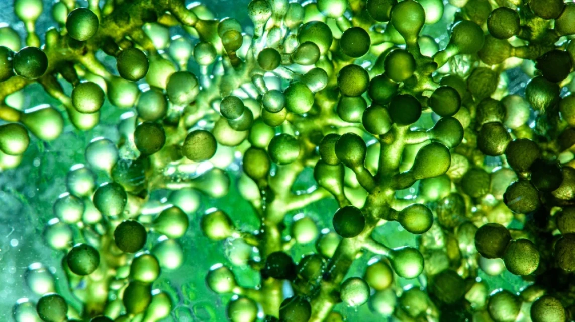 algae