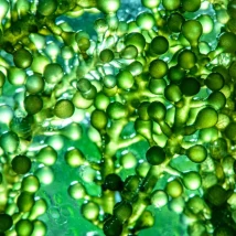algae
