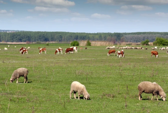 sheep cows